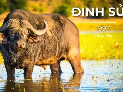 Dự đoán mệnh của người sinh năm 1997 tình duyên và sự nghiệp