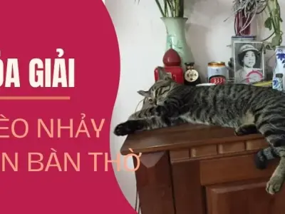 Hóa giải mèo nhảy lên bàn thờ, giúp cân bằng lại vượng khí