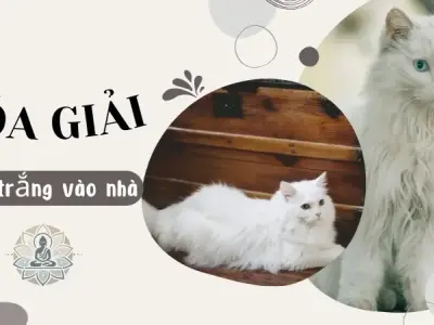 Bí quyết hóa giải mèo trắng vào nhà theo phong thủy