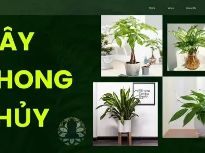 Bí quyết chọn cây phong thủy hợp mệnh