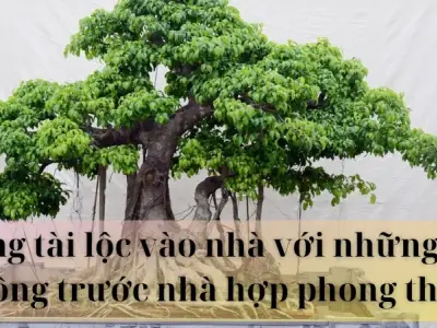 Những cây trồng trước nhà hợp phong thủy đem vượng khí 