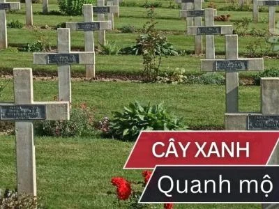 Top 10 loại cây xanh nên trồng quanh mộ để mang lại phúc lộc