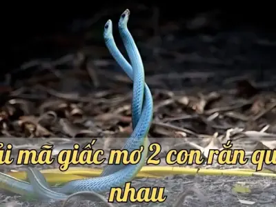 Giải mã giấc mơ 2 con rắn quấn nhau - Con số và điềm báo