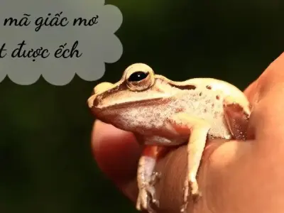 Giải mã bí ẩn giấc mơ bắt được ếch - Điềm báo lành hay dữ?