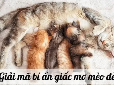 Giấc mơ mèo đẻ mang đến cho bạn vận may hay đen đủi