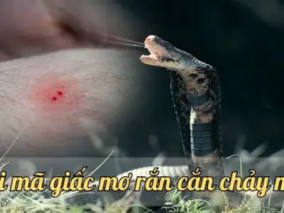 Giải mã giấc mơ rắn cắn chảy máu và những điểm báo sợ hãi