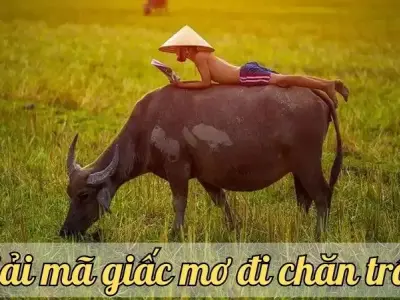 Giấc mơ đi chăn trâu có điềm báo gì? Con số may mắn cho bạn