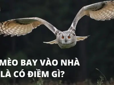 Cú mèo bay vào nhà - Điềm báo gì và cách hóa giải hiệu quả?