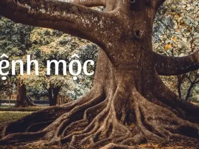 Mệnh mộc hợp với mệnh nào? Bí quyết gia tăng tài lộc