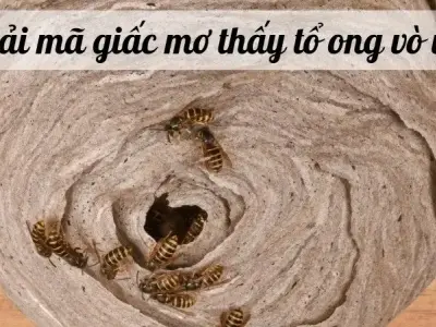 Nằm mơ thấy tổ ong vò vẽ báo hiệu điều gì cho bạn chuẩn bị?