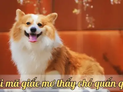 Nằm mơ thấy chó quấn quýt là điềm báo gì? Lời giải mã chi tiết