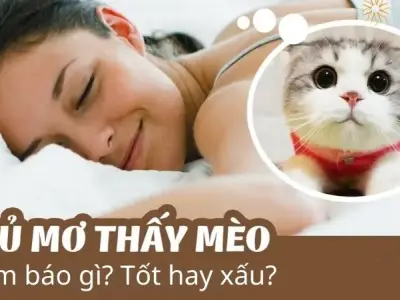 Nằm mơ thấy mèo báo hiệu điều gì? Bí ẩn đằng sau là điềm gì?