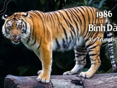 Tuổi bính dần 1986 hợp với số nào? Bí quyết chọn số phát tài