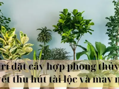  Vị trí đặt cây hợp phong thủy để hút tài lộc và may mắn