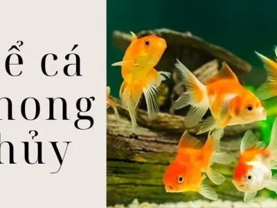 Bể cá phong thủy đặt sai vị trí khiến tiền bạc tiêu tan