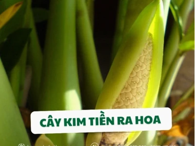 Cây kim tiền ra hoa: Điềm lành phong thủy và cách chăm sóc để đón lộc