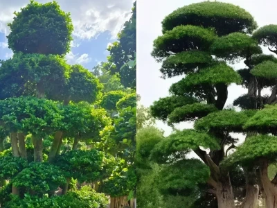 Cây trồng trong nhà: Lựa chọn phong thủy và ý nghĩa tài lộc 2026