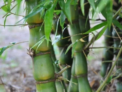 Cây Trúc Quan Âm Phong Thủy: Ý Nghĩa, Hình Thái và Cách Chăm Sóc