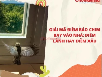 Chim Đen Bay Vào Nhà Là Điềm Gì? Giải Mã Ý Nghĩa Theo Phong Thủy