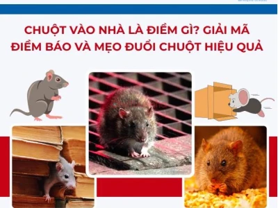 Chuột Vào Nhà Là Điềm Gì Giải Mã Ý Nghĩa Tâm Linh Và Cách Xử Lý Hiệu Quả
