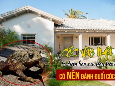 Cóc Vào Nhà Là Điềm Gì? Giải Mã Ý Nghĩa Theo Phong Thủy Và Khoa Học