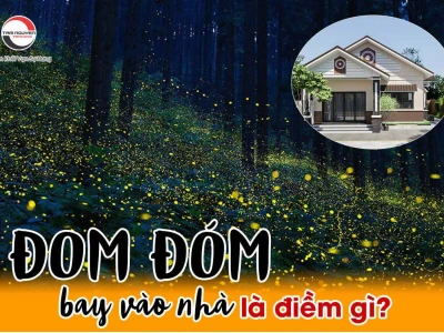 Đom đóm bay vào nhà là điềm gì? Giải mã ý nghĩa tâm linh bất ngờ