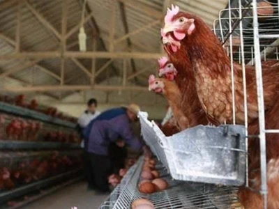 Gà mái gáy là điềm gì? Giải mã bí ẩn tâm linh và khoa học