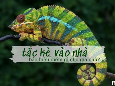Giải mã điềm báo: Tắc kè vào nhà là điềm gì và ý nghĩa phong thủy