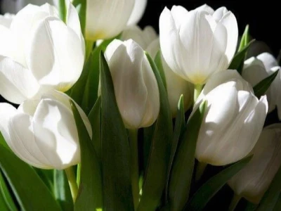 Mãn Nhãn Với Bộ Sưu Tập Hình Nền Hoa Tulip Chill Độc Đáo