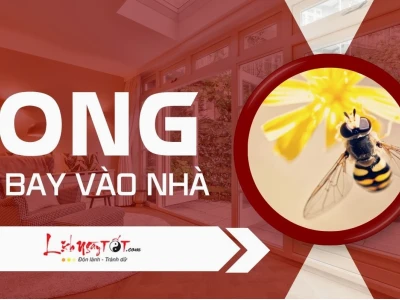 Ong bay quanh người là điềm gì? Giải mã ý nghĩa tâm linh chi tiết
