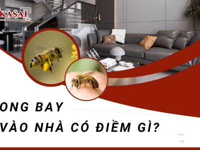 Ong vào nhà có điềm gì? Giải mã ý nghĩa tâm linh chi tiết nhất 2026