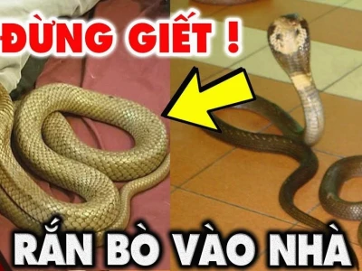 Rắn vào nhà là điềm gì? Giải mã ý nghĩa tâm linh chi tiết