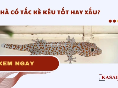 Tắc kè kêu 11 tiếng: Giải mã điềm báo tâm linh và phong thủy