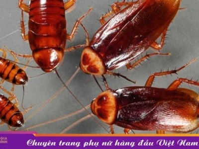 Thấy Gián Là Điềm Gì? Giải Mã Ý Nghĩa Và Con Số May Mắn