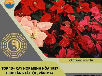 Tuổi Đinh Mão 1987 Trồng Cây Gì Hợp Phong Thủy Năm 2026