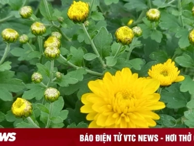 Ý nghĩa Hoa Cúc Vàng: Biểu tượng của sự sung túc và thanh cao