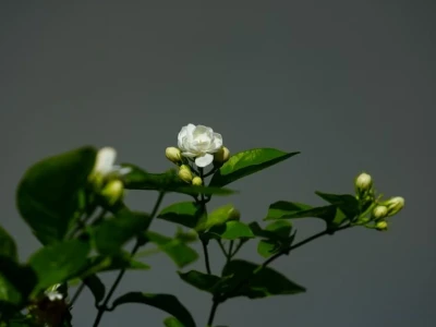 Ý nghĩa hoa nhài: Biểu tượng của sự tinh khiết, may mắn và tình yêu