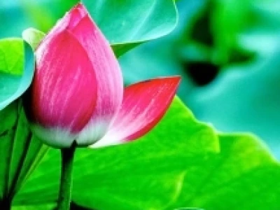Ý nghĩa hoa sen và vẻ đẹp người phụ nữ Việt Nam