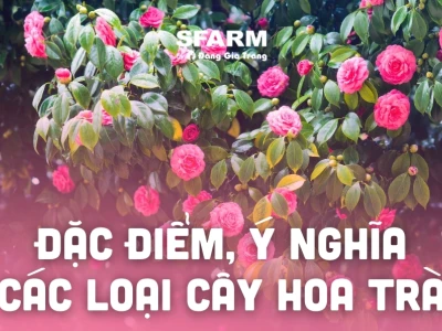 Ý nghĩa hoa trà: Biểu tượng cao quý và vẻ đẹp lay động lòng người