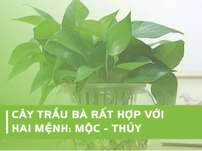 Ý Nghĩa Phong Thủy Của Cây Trầu Bà: Cách Trồng và Chăm Sóc Hợp Mệnh