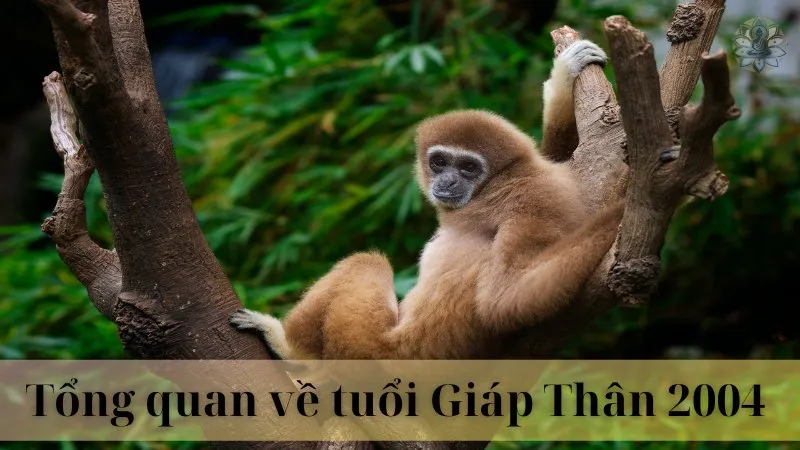 2004 hợp làm ăn với tuổi nào 03