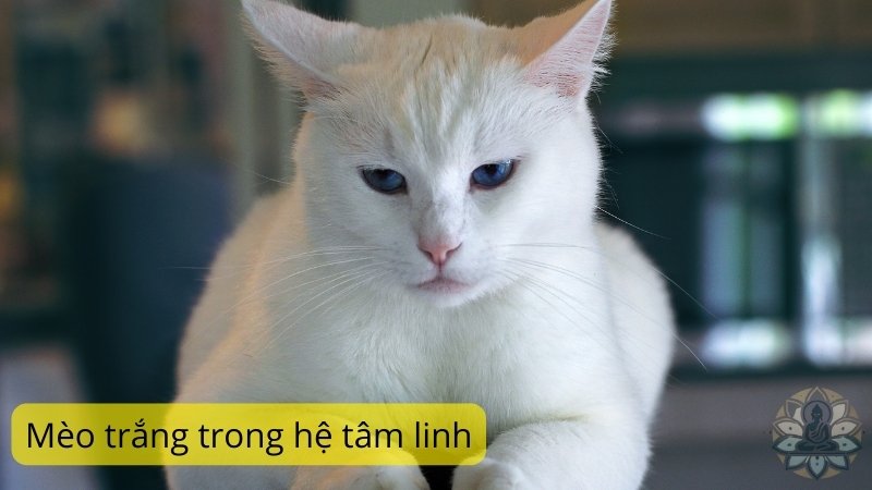 Mèo trắng trong hệ tâm linh