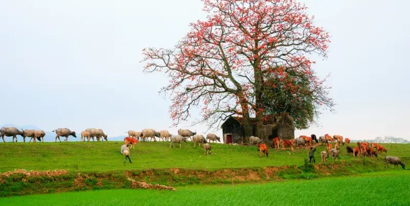 Cây gạo