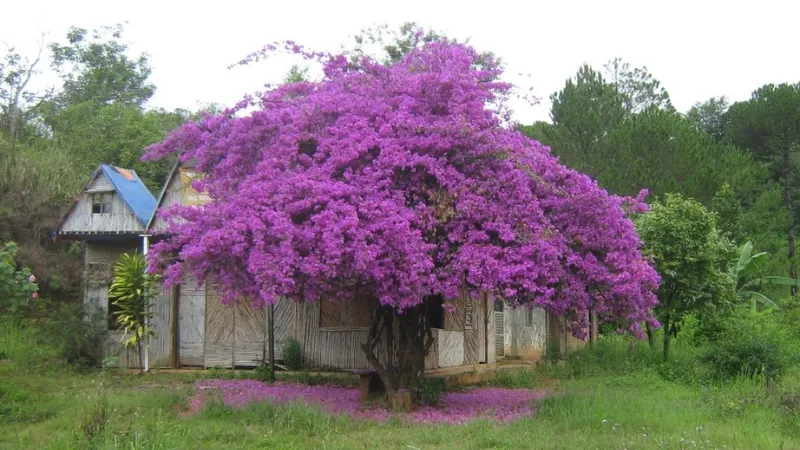 Cây hoa giấy