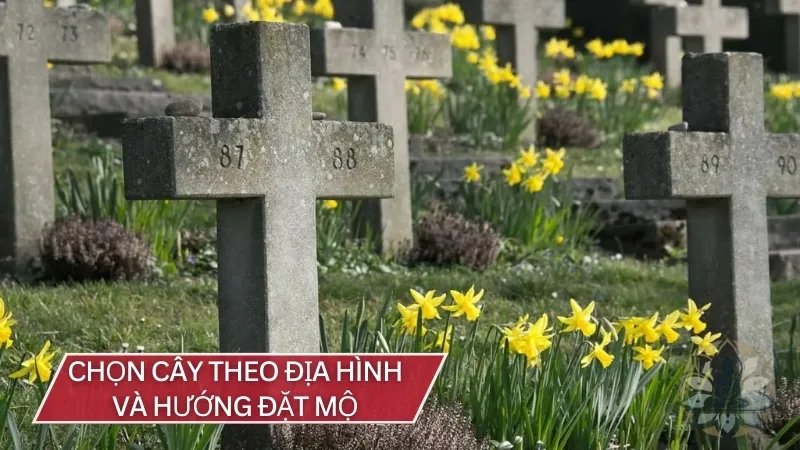 Chọn cây theo địa hình và hướng đặt mộ