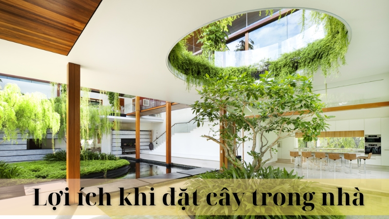 Đặt cây trong nhà 03