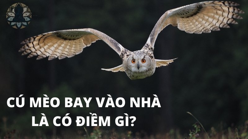 Cú mèo bay vào nhà - Điềm báo gì và cách hóa giải hiệu quả?