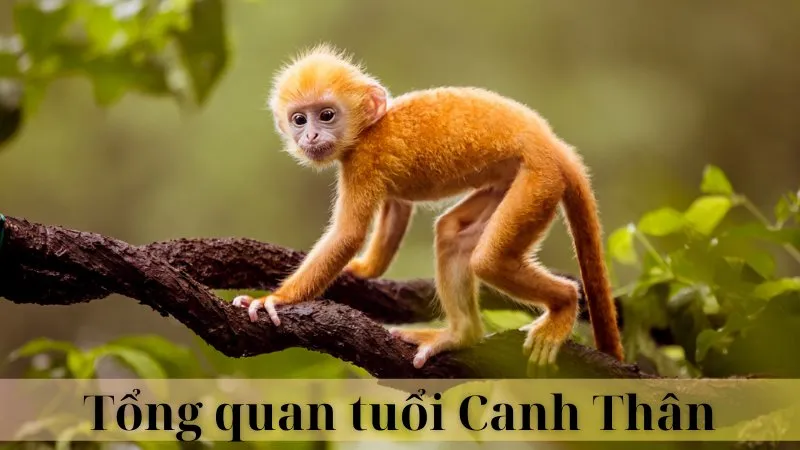 Hướng nhà tuổi Canh Thìn 03