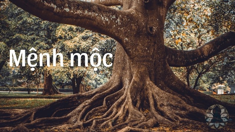 Mệnh mộc hợp với mệnh nào? Bí quyết gia tăng tài lộc