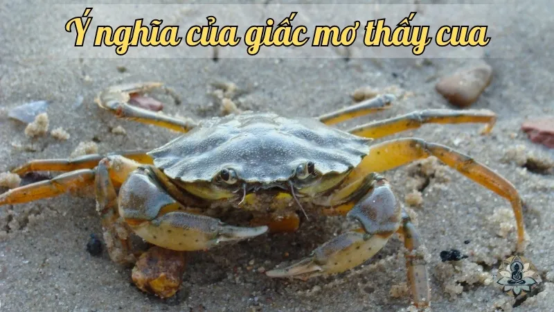 Ý nghĩa của giấc mơ thấy cua